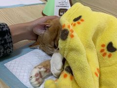 -乐派堂宠物医院·猫友好· 心脏科(东街店)