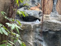 -清迈夜间动物园