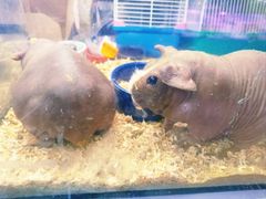 -花鸟鱼虫鲜花绿植市场(玉泉路店)