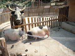 -太阳部落