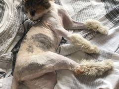 -北京博爱动物医院有限公司