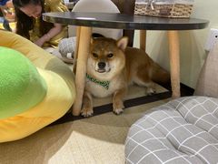 -逗柴咖啡屋·狗咖猫咖宠物桌游