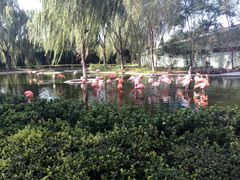 火烈鸟-石家庄市动物园