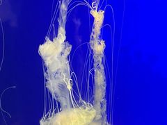 -上海海洋水族馆