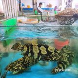 【广海🦐海鲜】