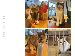 -Cappucimeow猫咪咖啡馆(韦伯时代店)