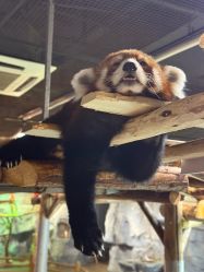 -Zoolung Zoolung动物主题公园(海信广场店)