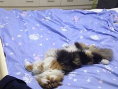 -爱侣宠医·鹦鹉专科·小型哺乳类·异宠专科(灵石路店)