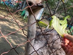 -草根堂农场