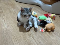 -1013 PET SHOP精品宠物商店(丁香店)