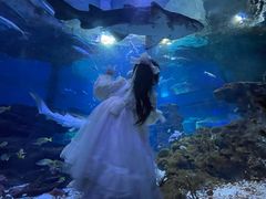 -海合安武汉极地海洋公园
