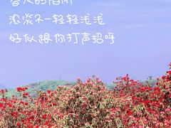 -贵州百里杜鹃风景名胜区
