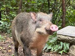 -梧桐山风景名胜区