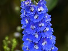 -深圳市中科院仙湖植物园