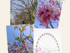 -顾村公园