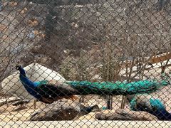 -青藏高原野生动物园