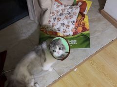 -美美宠物诊疗中心·异宠·骨科(滨江东信分院)