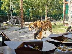 -上海野生动物园老虎餐厅