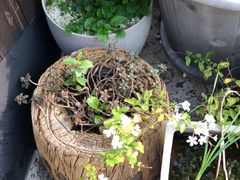 -北马山庄植趣咖啡