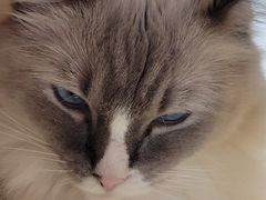 -滚猫咖啡·猫咖·猫友好撸猫(未来城店)