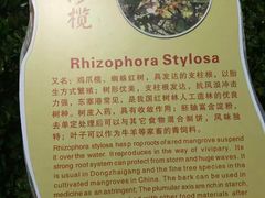 -东寨港红树林旅游区