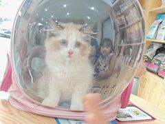 -宠颐生宠物医院·异宠猫科内科·诊疗中心宠巢店