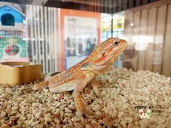 -柴源莊·柴小宠柴犬咖啡