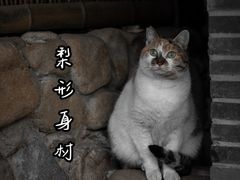 -龙华寺
