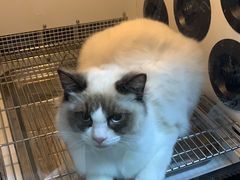 -老吴的猫·猫舍(新区店)