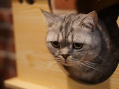 -猫友咖啡店(玉林西路店)