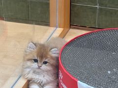 -帕帕拉兹宠物(亚洲旗舰店)