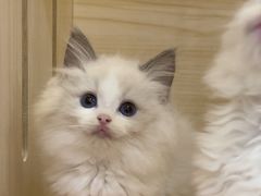 -柚子猫舍·精品猫舍购猫·猫咪认养·购宠·宠物店