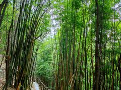-南山植物园