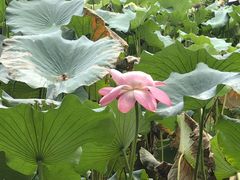 -莲池书院博物馆