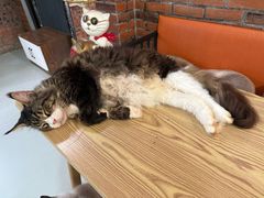 -豆逗聊愈猫阁Easy Life