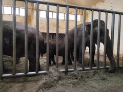 -石家庄市动物园