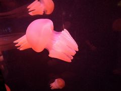 -悉尼海洋生物水族馆