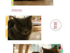 -飞行喵MR PILOT|猫舍·猫咖(静安大融城店)