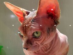 -乐宠宠物店(世纪金源店)