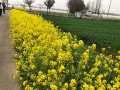 -小鱼草莓采摘园农家乐·小鱼餐厅