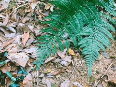 -上海佘山国家森林公园天马山园