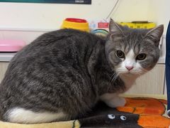 -凯特喵百思猫专科医院