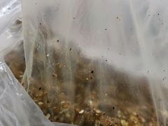 -正宗老杨特色爆米花(四棉店)