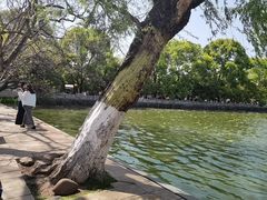 -翠湖公园
