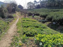 -呼吸森林·生态农庄农家乐私房菜