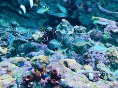 -上海海昌海洋公园
