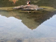 -靖西鹅泉风景区