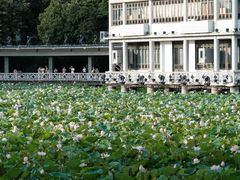 -荔湾湖公园
