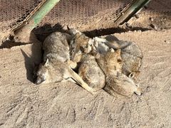 -青藏高原野生动物园