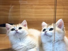 -猫十亿·布偶金渐层·曼基康矮脚猫舍(青年路店)